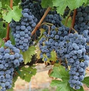 Concord Grape Vines, in one trade gallon pot (0.667 gallons of dirt)